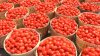 Basket of Tomatoes